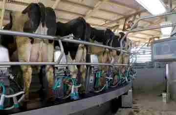  Cenário atual projeta aumento na remuneração do leite no Paraná, aponta Deral 